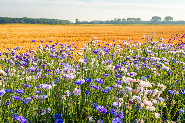 Rassenadvies groenbemesters